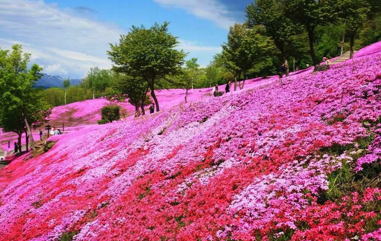 桃红锥花福禄考有哪些生态习性，有哪些价值？"