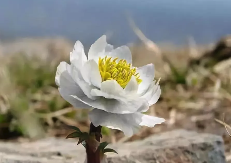 雪莲花有哪些形态特征，如何种植？