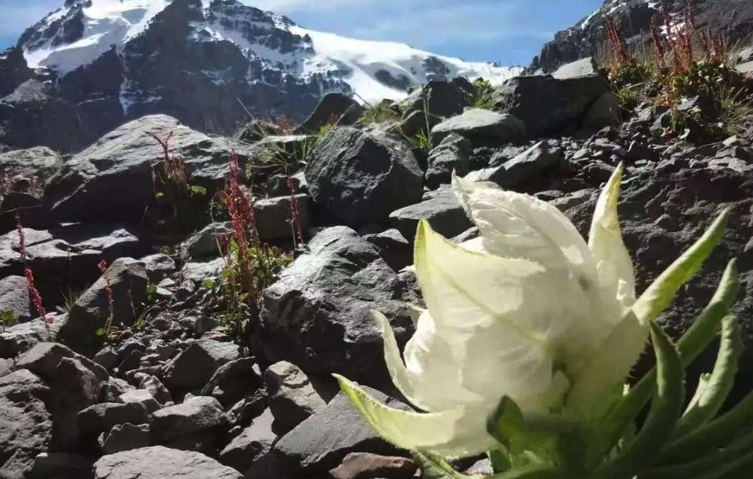 天山雪莲是一种什么植物，有哪些价值？