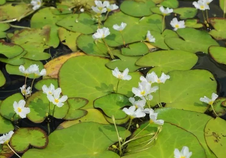 白花荇菜常见的病虫害有哪些，如何防治？"