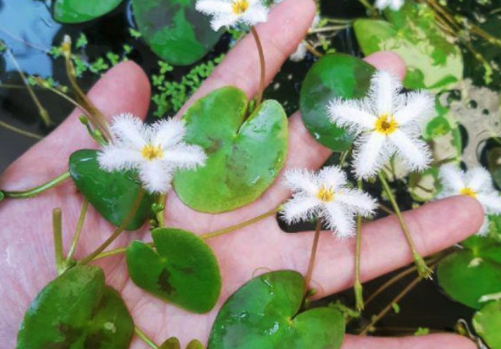 白花荇菜种子如何培育，如何施肥？"