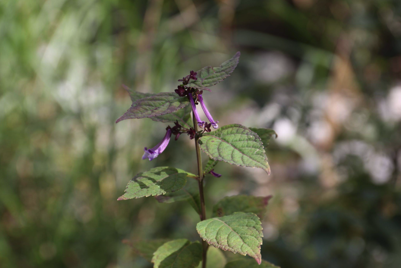 尾叶香茶菜如何进行种植，有哪些药用价值?"