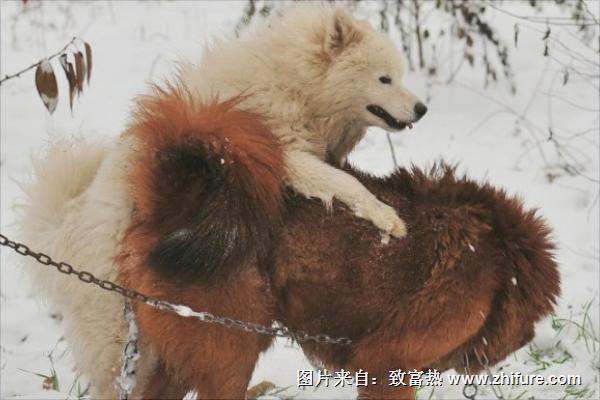 藏獒和狼谁厉害？"