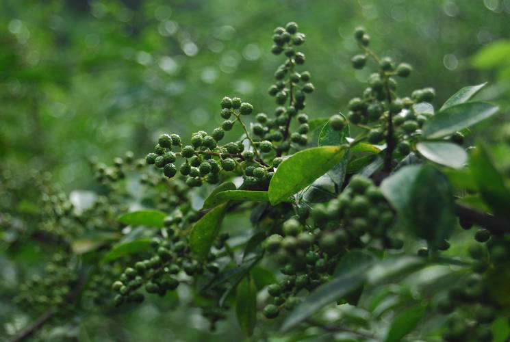 花椒如何栽植能高产？