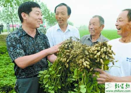 种花生的适时收获与留种技巧