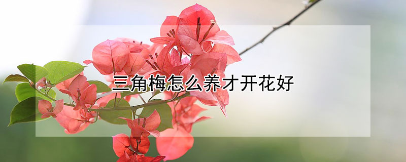 三角梅怎么养才开花好"