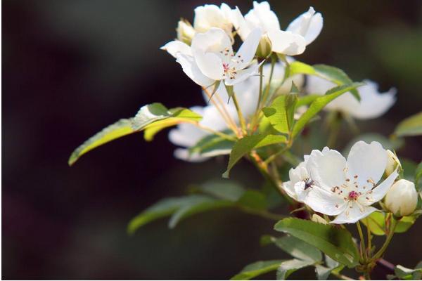 七里香怎么种