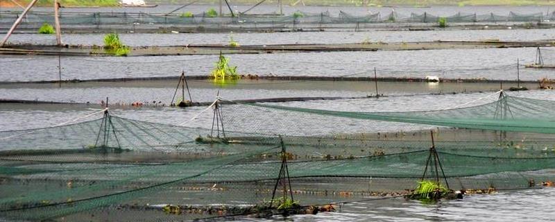 网箱养鱼技术，不同的鱼种需选择不同的饲料"