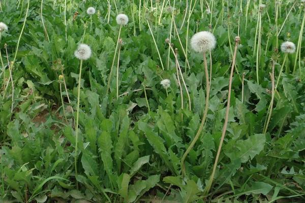 野菜的种植前景怎样，常见野菜的种植效益