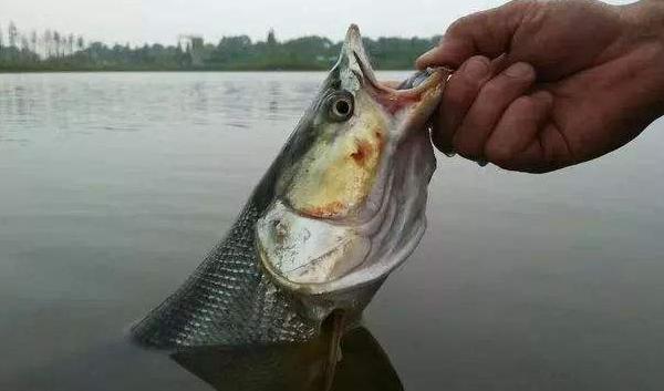 鳡鱼是什么鱼 鳡鱼市场价格多少钱一斤