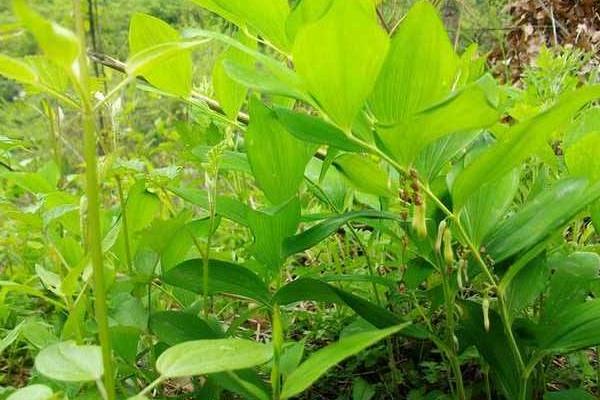 黄精怎么种植 黄精种植技术