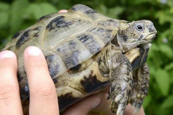 乌龟养在盐水里会死吗