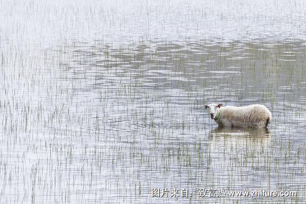 2018养湖羊赚钱吗？湖羊养殖的利润与投资成本及前景预测"