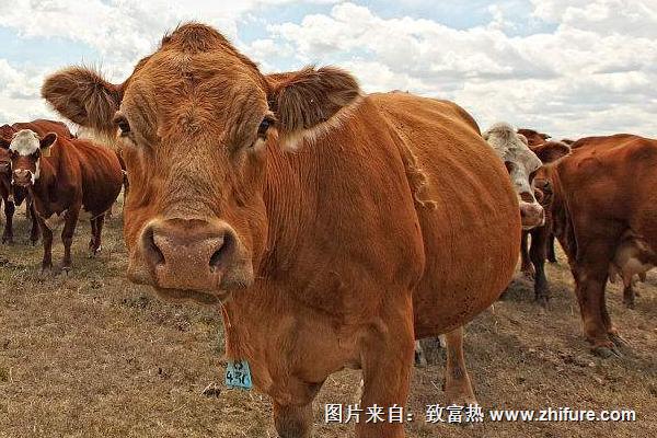 2018养肉牛赚钱吗？肉牛养殖的利润与投资成本及前景预测"