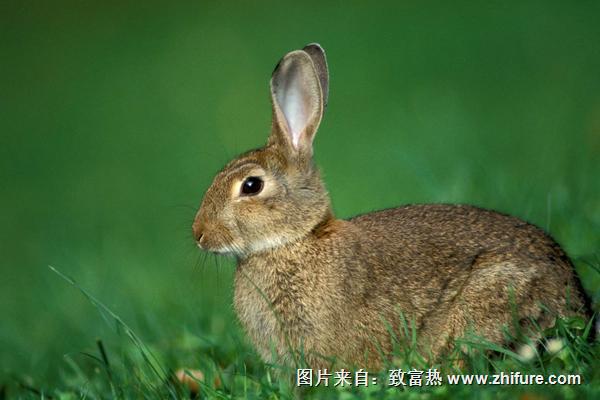 2018养野兔赚钱吗？野兔养殖的利润与投资成本及前景预测"