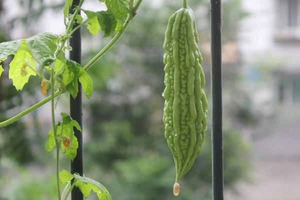 苦瓜种植时间及技术要点