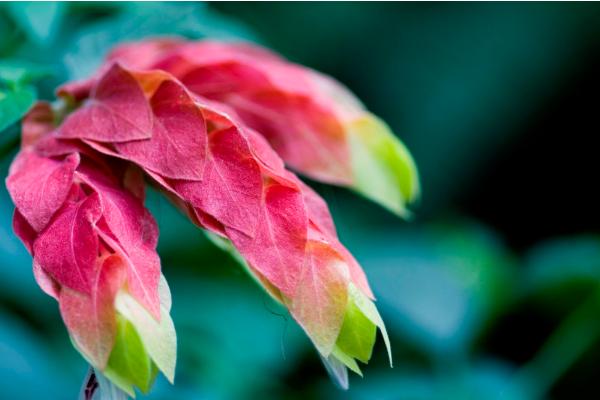 虾衣花怎么养 虾衣花养殖方法与注意事项