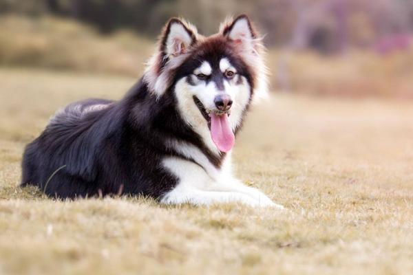 阿拉斯加犬和哈士奇的区别是什么