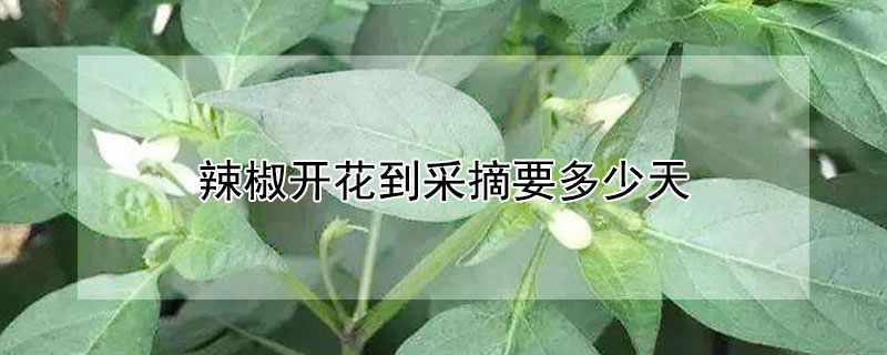 辣椒开花到采摘要多少天"