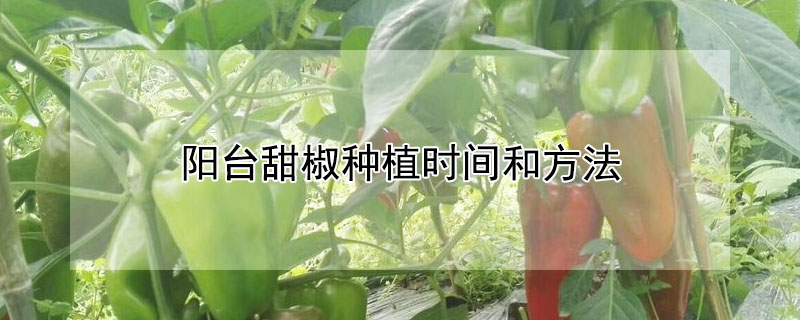 阳台甜椒种植时间和方法"